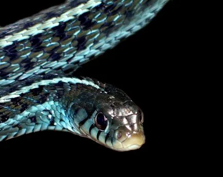 Ünnepi menü Snake Year 2013 - turista könyvtár (érdekes, hogy köszöntse az új évet) Ünnepi menü Snake Year 2013 - Könyvtár turisztikai