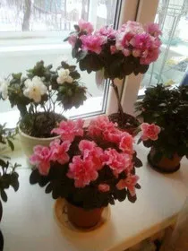 Gondok vannak az azálea - Azalea