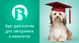 Kiegészítő táplálás és az elválasztás kölykök