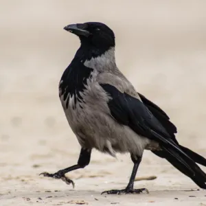 Jele a madár ült az ablakpárkányon, vagy vipezoterika