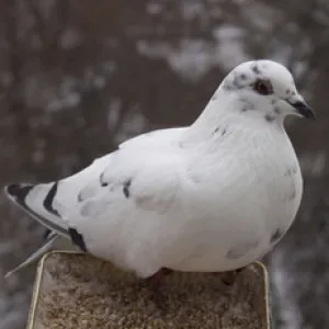 Jele a madár ült az ablakpárkányon, vagy vipezoterika
