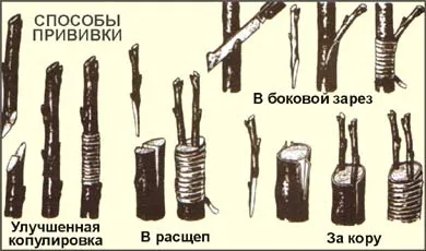Védőoltás sárgabarack