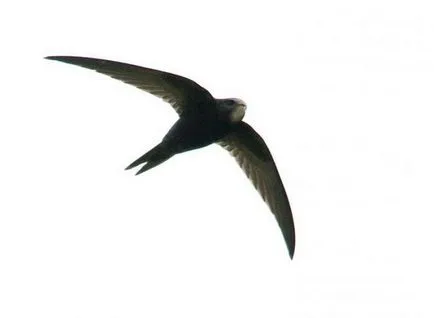 Jelentkezzen Swift kirepült az ablakon - mi (Swift) Jelentkezzen Swift kirepült az ablakon - mi