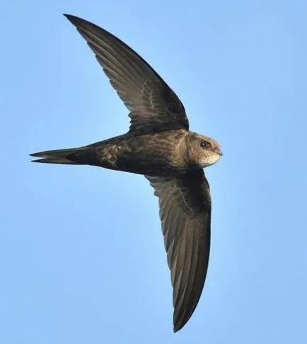 Jelentkezzen Swift kirepült az ablakon - mi (Swift) Jelentkezzen Swift kirepült az ablakon - mi