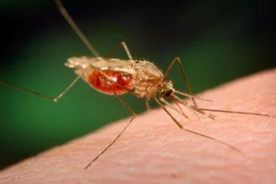 Protivoprotozoynoe jelent - mi haszna a hatásmechanizmus és protozoaellenes szerek