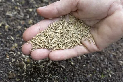 Egyszerű titkok a pázsit saját kezével (gyep saját kezűleg) Egyszerű titkok a pázsit saját kezével