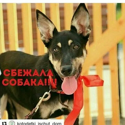 elveszett kutya