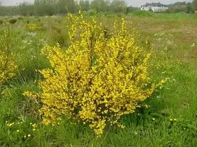Broom - termesztés, ültetés, szaporítás és gondozás (növekvő) Broom - termesztés, ültetés, szaporítás és a gondozás