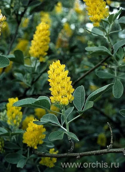 Broom ültetés és gondozás, termesztés, szaporítás, Photo (leszállás) Broom ültetés és gondozás, termesztés, tenyésztés, fotók