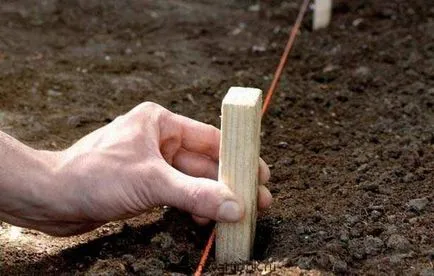 Rabatki saját kezűleg rajzok, fotók, növények szelektálásával, tanácsot létrehozása és fenntartása