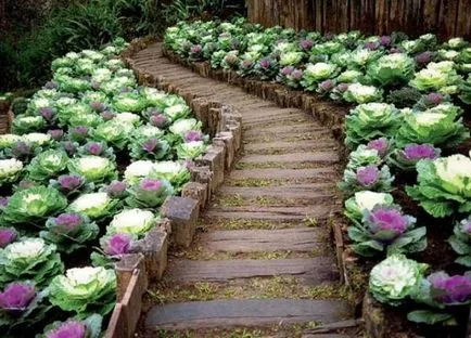 Rabatki saját kezűleg rajzok, fotók, növények szelektálásával, tanácsot létrehozása és fenntartása