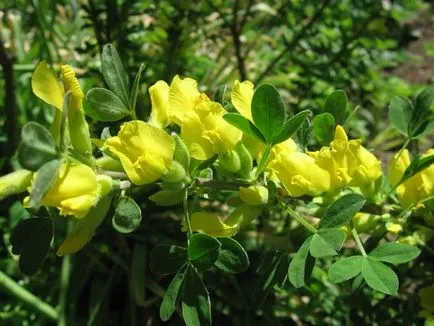Broom - termesztés, ültetés, szaporítás és gondozás (növekvő) Broom - termesztés, ültetés, szaporítás és a gondozás