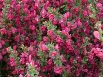 Broom - termesztés, ültetés, szaporítás és gondozás (ellátás) Broom - termesztés, ültetés, szaporítás és a gondozás