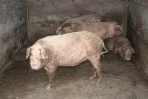 Tenyészsertésen otthon kezdőknek videó