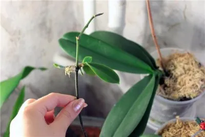 Sokszorosítása orchidea otthon gyökerek, dugványok, kocsány, magok (orchidea otthon, mint egy fénymásolat) Sokszorosítása orchidea otthon gyökér, dugvány, kocsány, magok