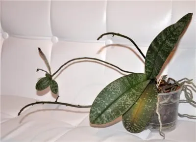 Sokszorosítása orchidea otthon gyökér, dugvány, kocsány, magok (hogyan kell osztani az orchidea) Sokszorosítása orchidea otthon gyökér, dugvány, kocsány, magok