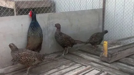 Fácán tenyésztés az otthoni videó részletek és képek!