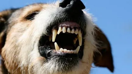 A gyermek megharapott egy kutya, mit kell tenni, hogy ő kell a veszettség elleni oltás, a tünetek (gyermek) A gyermek megharapott egy kutya, mit kell tenni, hogy ő kell oltani veszettség ellen, a tünetek