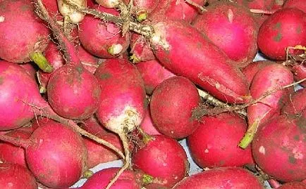 Retek - a technológia termesztése kapásnövények a kertben, a betakarítás - szabályai zöldségtermesztésbe