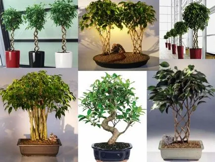 Sokszorosítása Ficus benjamina - fénykép utasítás, hogyan juthat haza kicsi