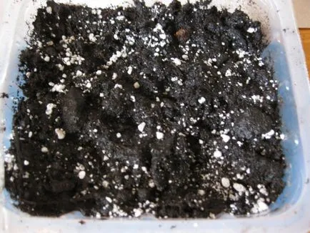 Sokszorosítása Ficus benjamina - fénykép utasítás, hogyan juthat haza kicsi