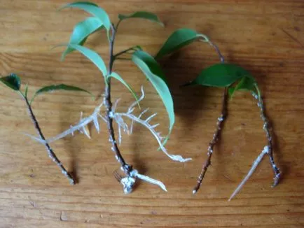Sokszorosítása Ficus benjamina - fénykép utasítás, hogyan juthat haza kicsi