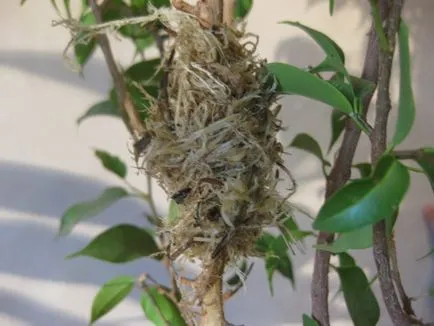Sokszorosítása Ficus benjamina - fénykép utasítás, hogyan juthat haza kicsi