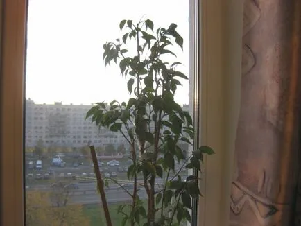 Sokszorosítása Ficus benjamina - fénykép utasítás, hogyan juthat haza kicsi