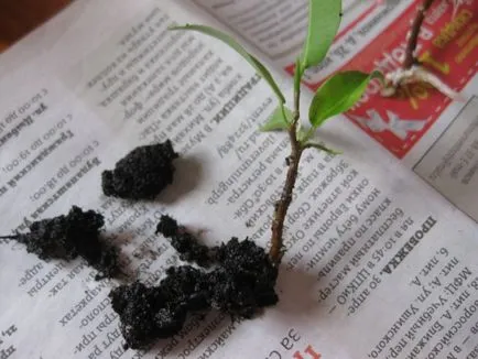 Sokszorosítása Ficus benjamina - fénykép utasítás, hogyan juthat haza kicsi