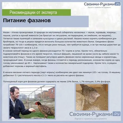 Fácán tenyésztés az otthoni videó részletek és képek!
