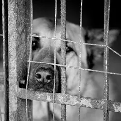 Úgy döntöttünk, hogy egy kutyát egy menedéket hasznos információ leendő tulajdonos - menedék „vörös fenyő”