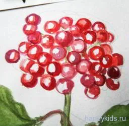 Rajz - Viburnum bogyók