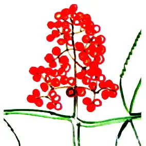 Rajz - Viburnum bogyók
