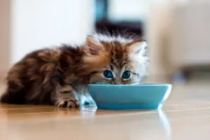 Royal Canin sterilizált macskák - a választás a gondoskodó és látnoki tulajdonosok boldog háziállat