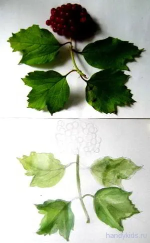 Rajz - Viburnum bogyók