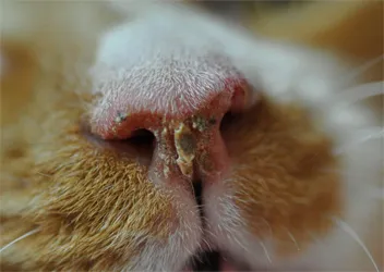 Nátha Macskák - Tünetek és kezelés, a macska és a macska (rhinitis) Nátha Macskák - Tünetek és kezelés, a macska és a macska