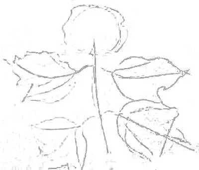 Rajz - Viburnum bogyók