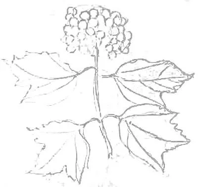 Rajz - Viburnum bogyók