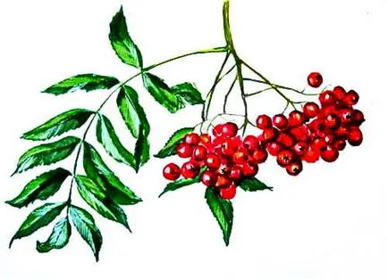 Rajz - Viburnum bogyók