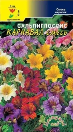 Salpiglossis - Vetőmagtermesztés, ha a növény palánták (növekvő) Salpiglossis - Vetőmagtermesztés, ha a növény palánták