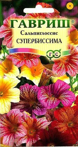 Salpiglossis - Vetőmagtermesztés, ha a növény palánták (csemeték) Salpiglossis - Vetőmagtermesztés, ha a növény palánták