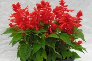 Salvia fotó színek - mikor és hogyan kell ültetni palánták