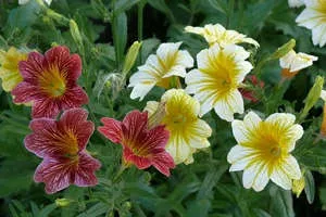 Salpiglossis - növekszik a magok nyílt terepen és magoncok (fotó és videó anyag)