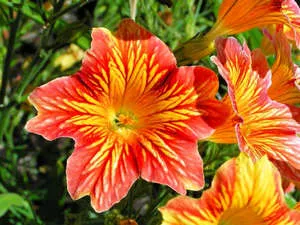 Salpiglossis - növekszik a magok nyílt terepen és magoncok (fotó és videó anyag)
