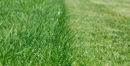 A legkellemesebb illatok a világon