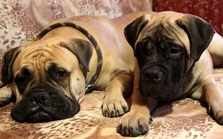 A legjobb házőrző fotó, Dogo Argentino bullmasztiff kaukázusi juhászkutya Legjobb