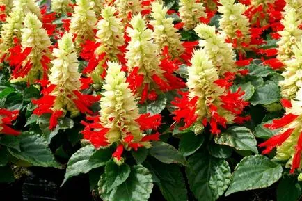 Salvia fotó színek - mikor és hogyan kell ültetni palánták
