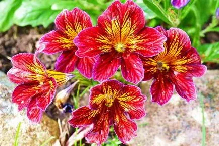 Salpiglossis növekvő magról képet és a reprodukció