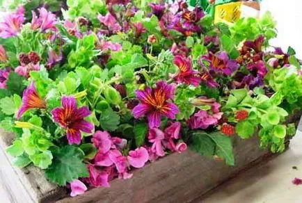 Salpiglossis növekvő magról képet és a reprodukció