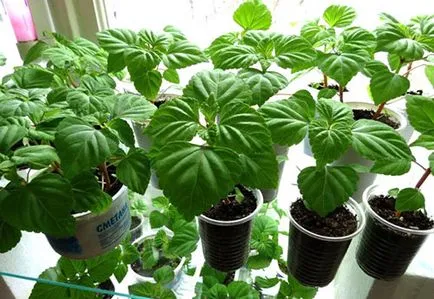 Salvia fotó színek - mikor és hogyan kell ültetni palánták